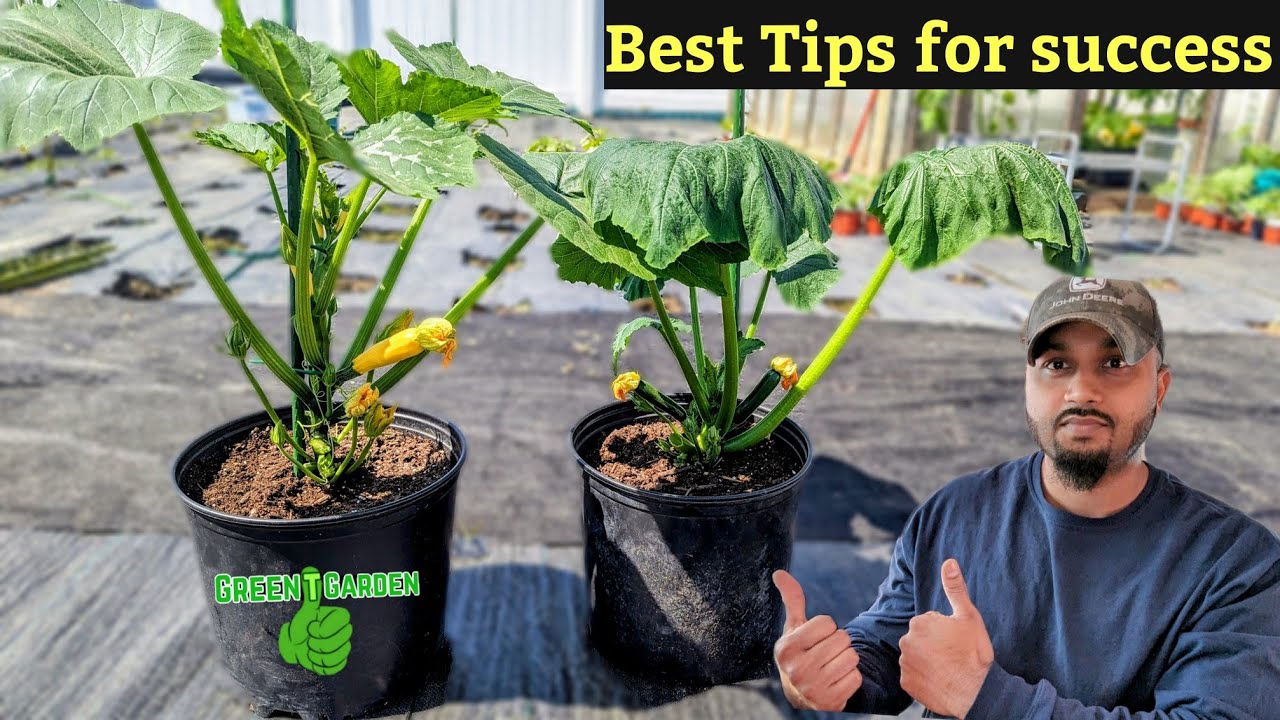 Growing squash and zucchini vertically in containers 