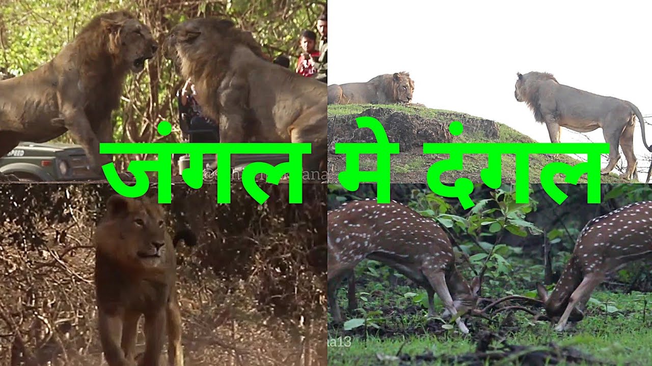 Rare sighting /Gir jungle safari /Lion vs lion fight
