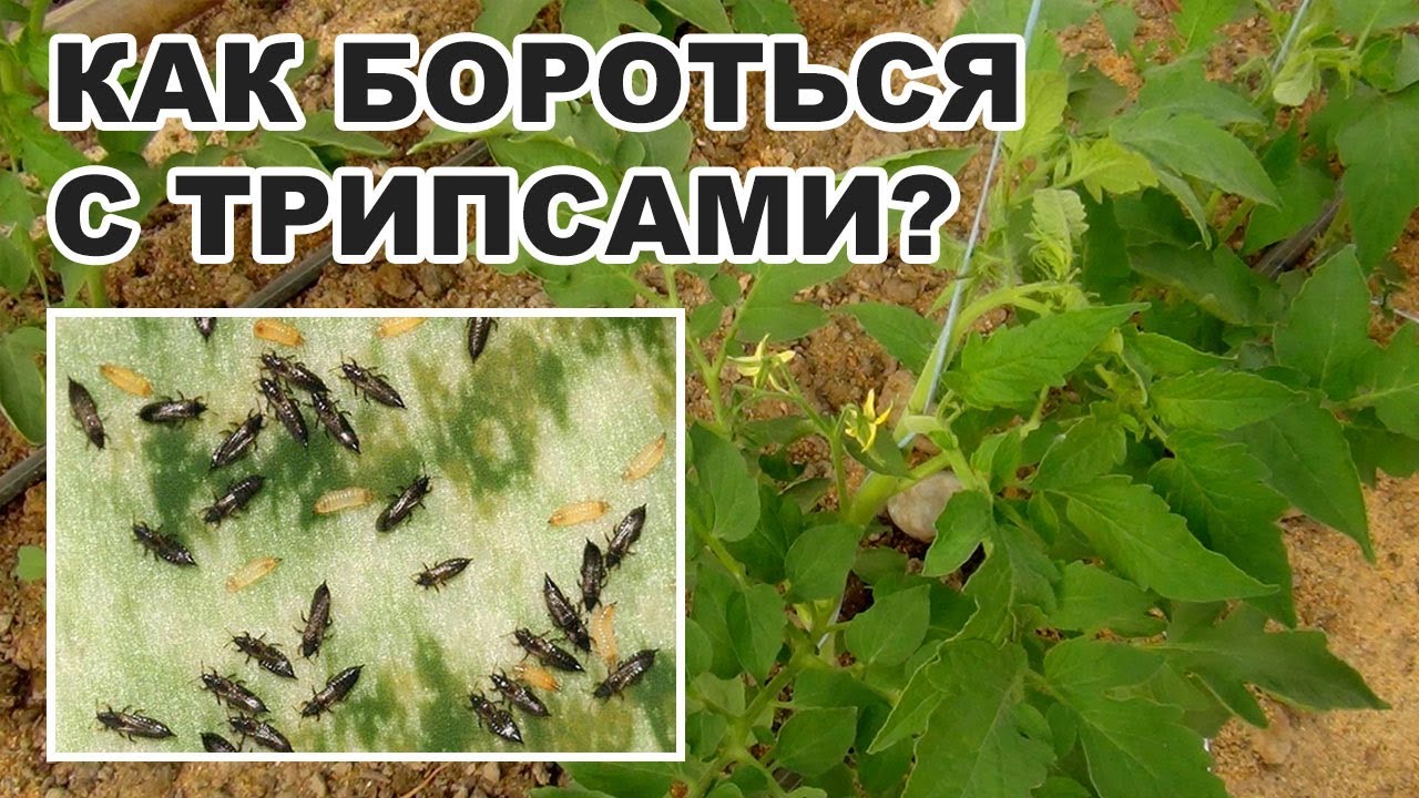 КАК БОРОТЬСЯ С ТРИПСАМИ? ПРЕПАРАТЫ ДЛЯ БОРЬБЫ С ВРЕДИТЕЛЯМИ РАСТЕНИЙ (03-08-2018)
