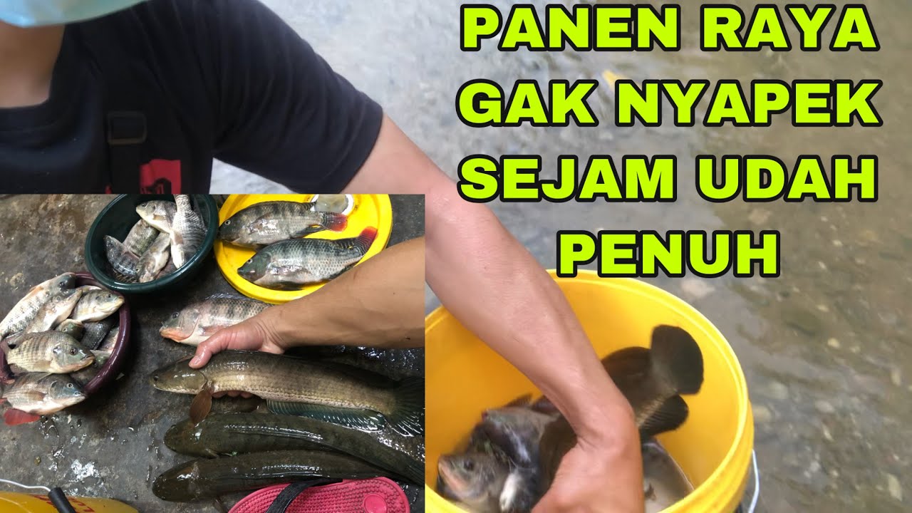 NYETRUM IKAN DI SUNGAI AUTO PANEN