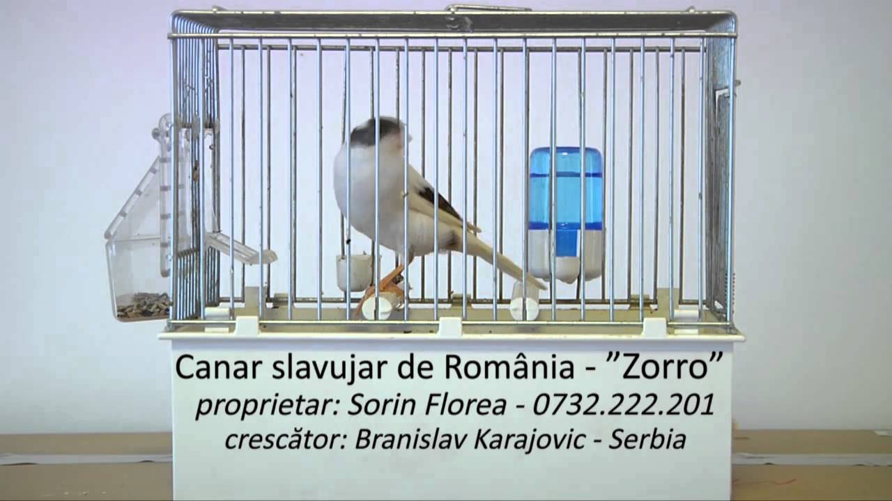 Canar slavujar de Romania - "Zorro"