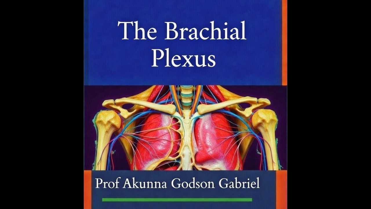 The Brachial Plexus 