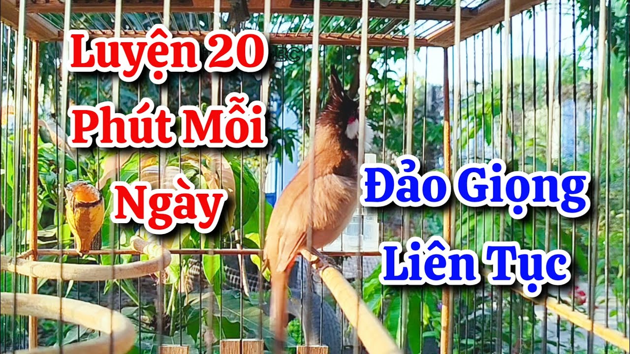 chào mào hót sáng kích bổi - luyện giọng hay ép bổi sổ bọng và căng lửa - chào mào hót đấu