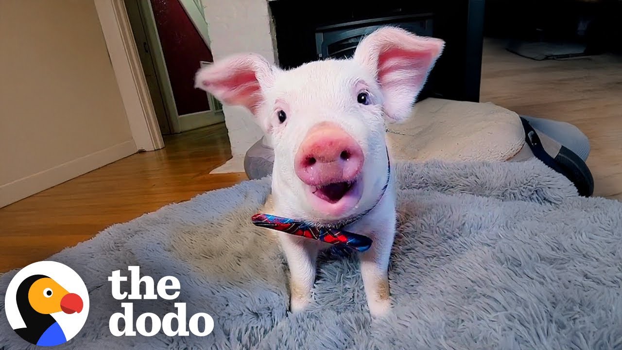 Resilient Baby Pig Leaps Off Truck and Now Has His Own Bed | The Dodo