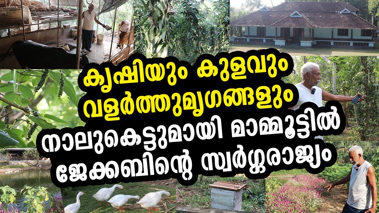 73 വയസിലും കൃഷിയിൽ ചെറുപ്പമാകുന്ന ജേക്കബ് തോമസ് | Jacob's paradise with farm, pond and livestock.