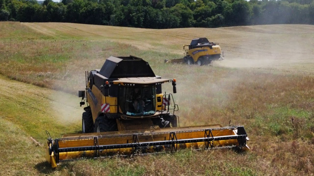 ✮Wielkie Żniwa na 2 Kombajny u @agromazury1!| ✔ 2x NH CX 8.70 ✮ Groch Pod Kose✮