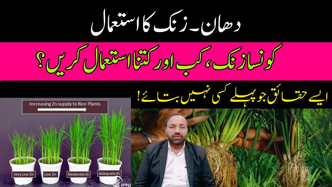 Zinc Use in Rice Crop | When, Why, How and Dose required | Cyber Agri Extension |