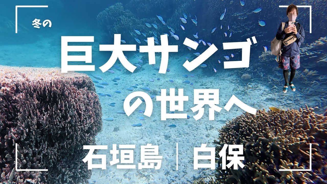 【石垣島-白保シュノーケル】｜1月の世界規模のサンゴ礁へ｜50代女ひとり旅