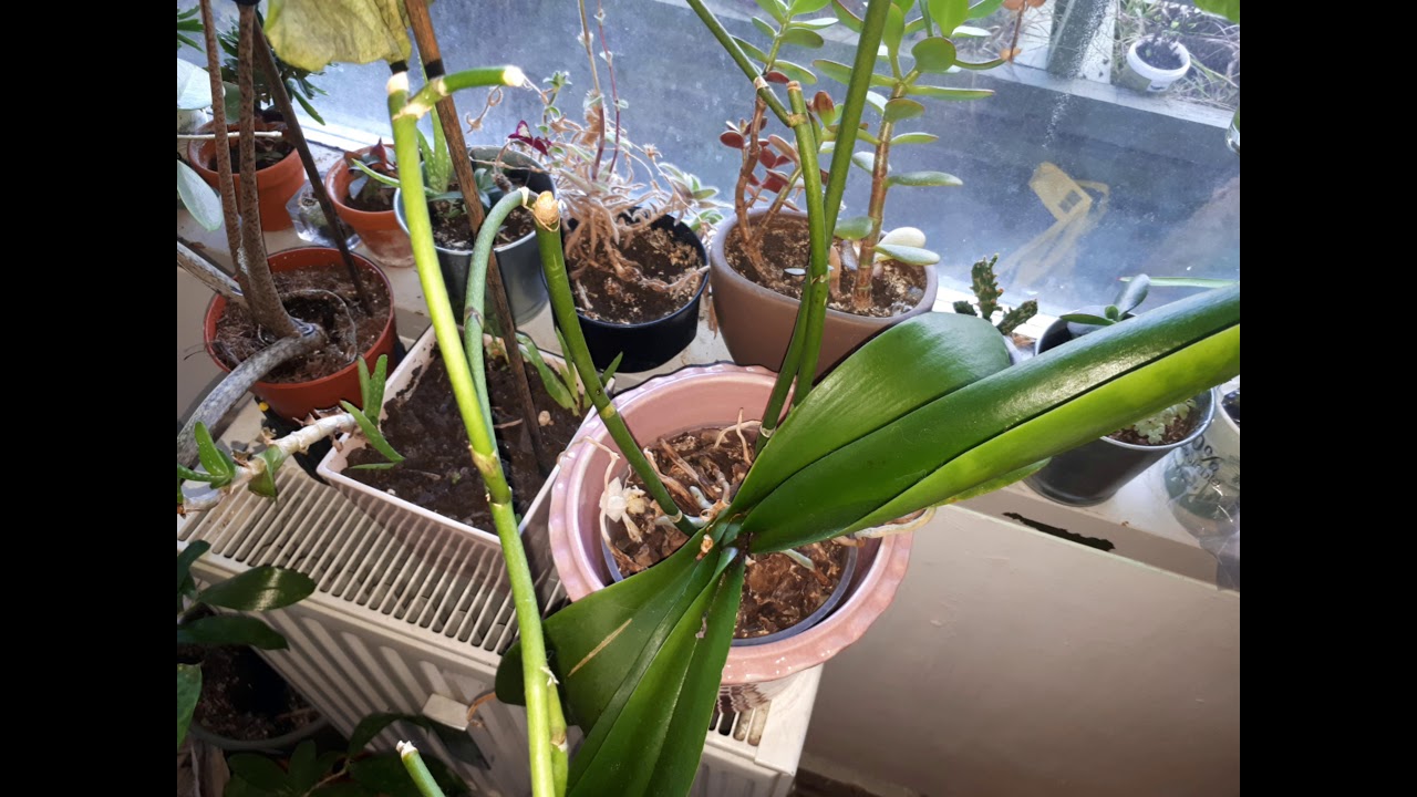 MY 100+ PLANT COLLECTION TOUR 2019! ROOM TOUR! PLANT HAUL! New Stuff (DIY) New Plants? PLANTS 2019