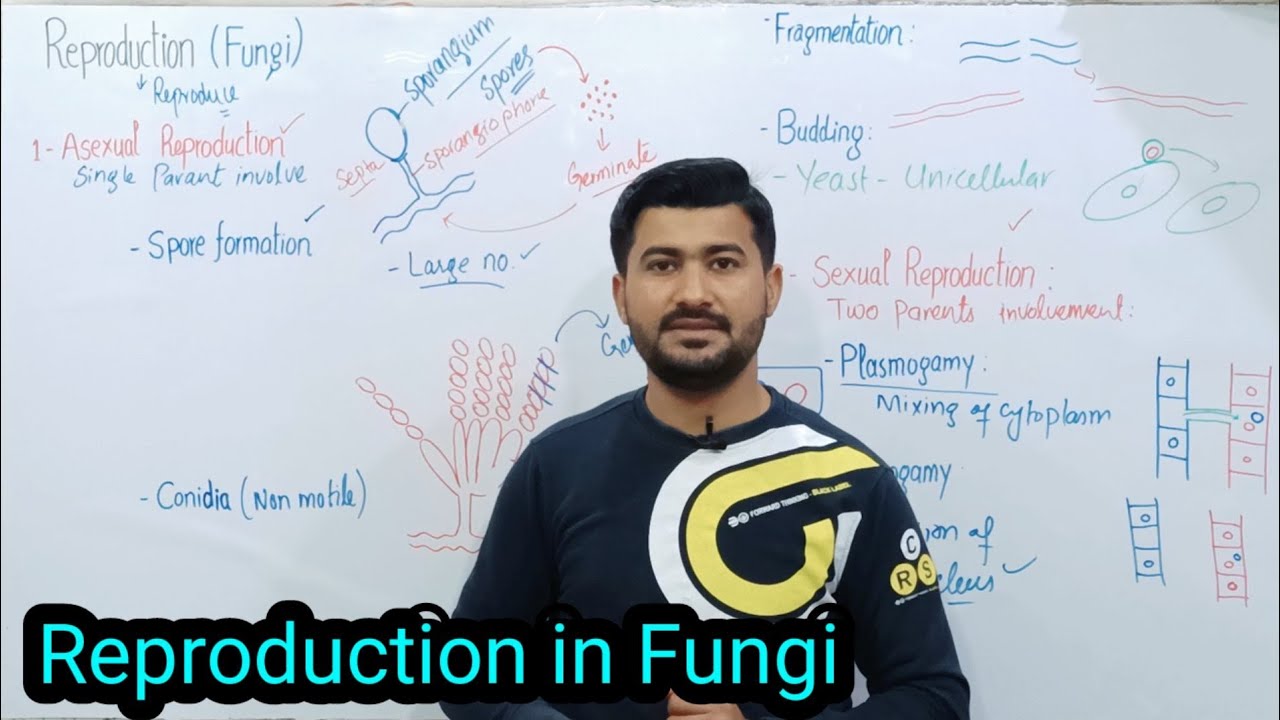 8.3 Reproduction in Fungi | sexual and A sexual reproduction in Fungi | Fsc Biology Class 11