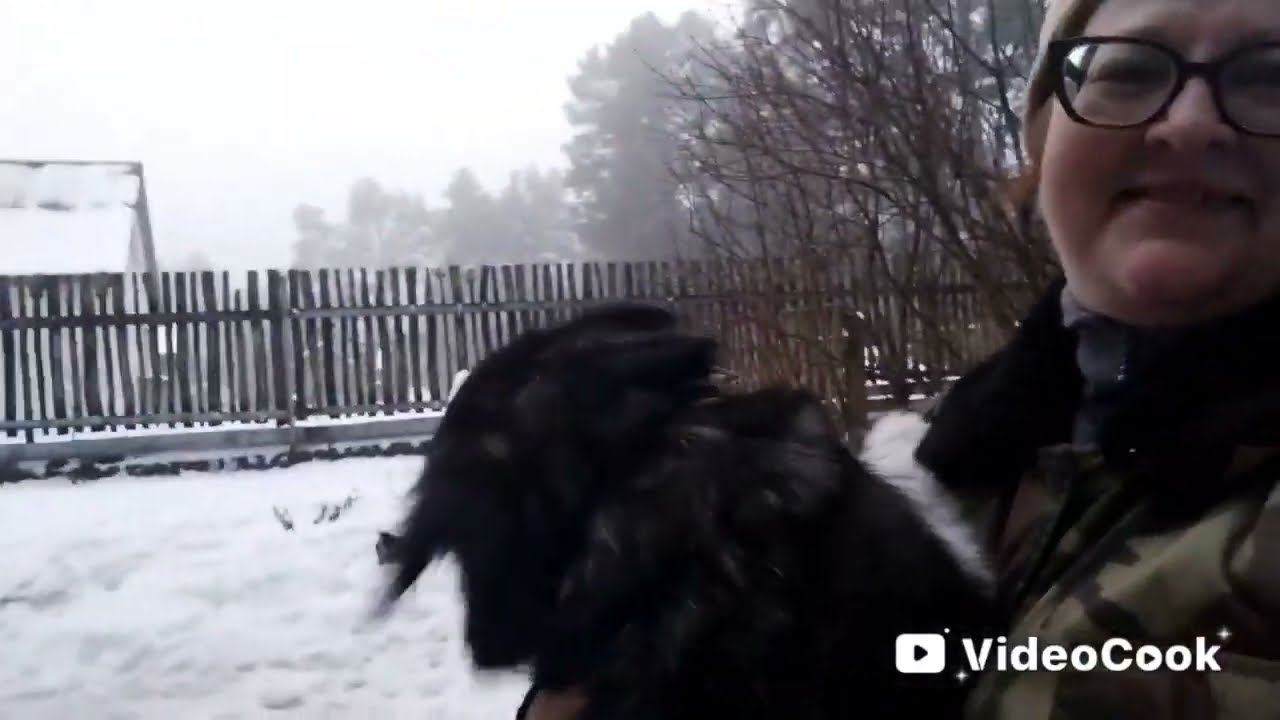 Собака -забияка, подарочек от птичек.За чашкой кофе#пучковалюдмила#мояжизнь#жизньвбеловежскойпуще 