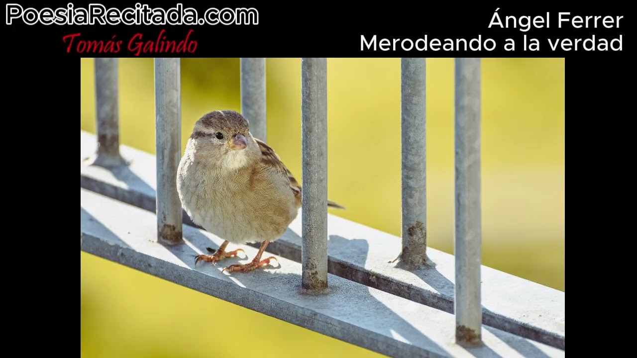 Ángel Ferrer - Merodeando a la verdad