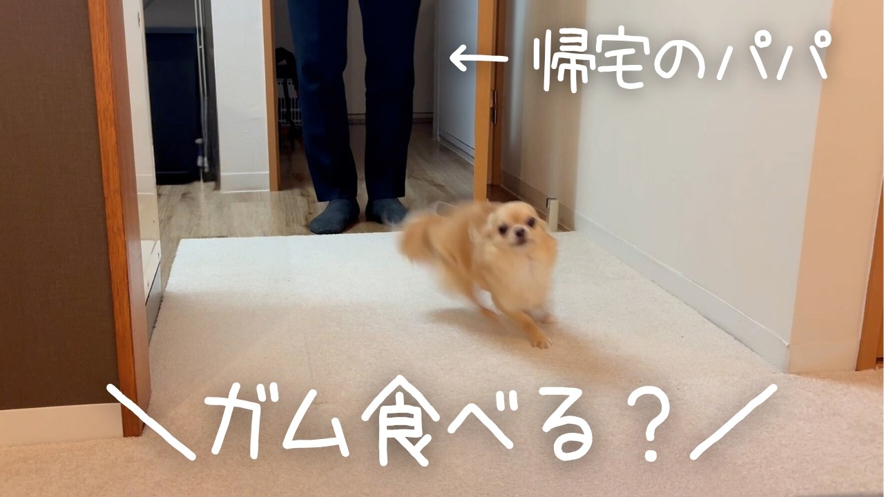 【どちらを選ぶ？】パパ帰宅でテンションMAXのチワワに「おやつ食べる？」と聞いてみた