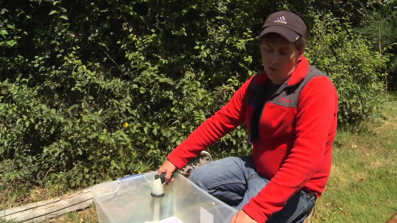 Picking and Processing Red Huckleberries
