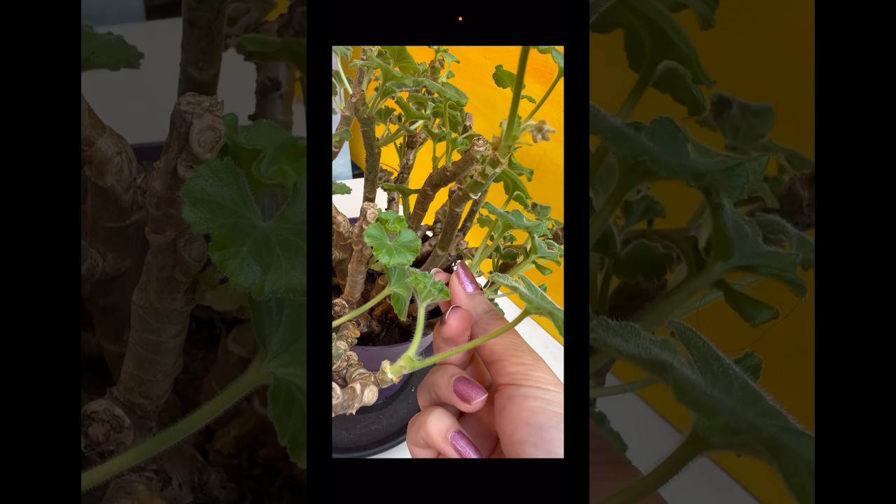 #Geraniums - #pelargoniums zijn niet winterhard - binnen #overwinteren