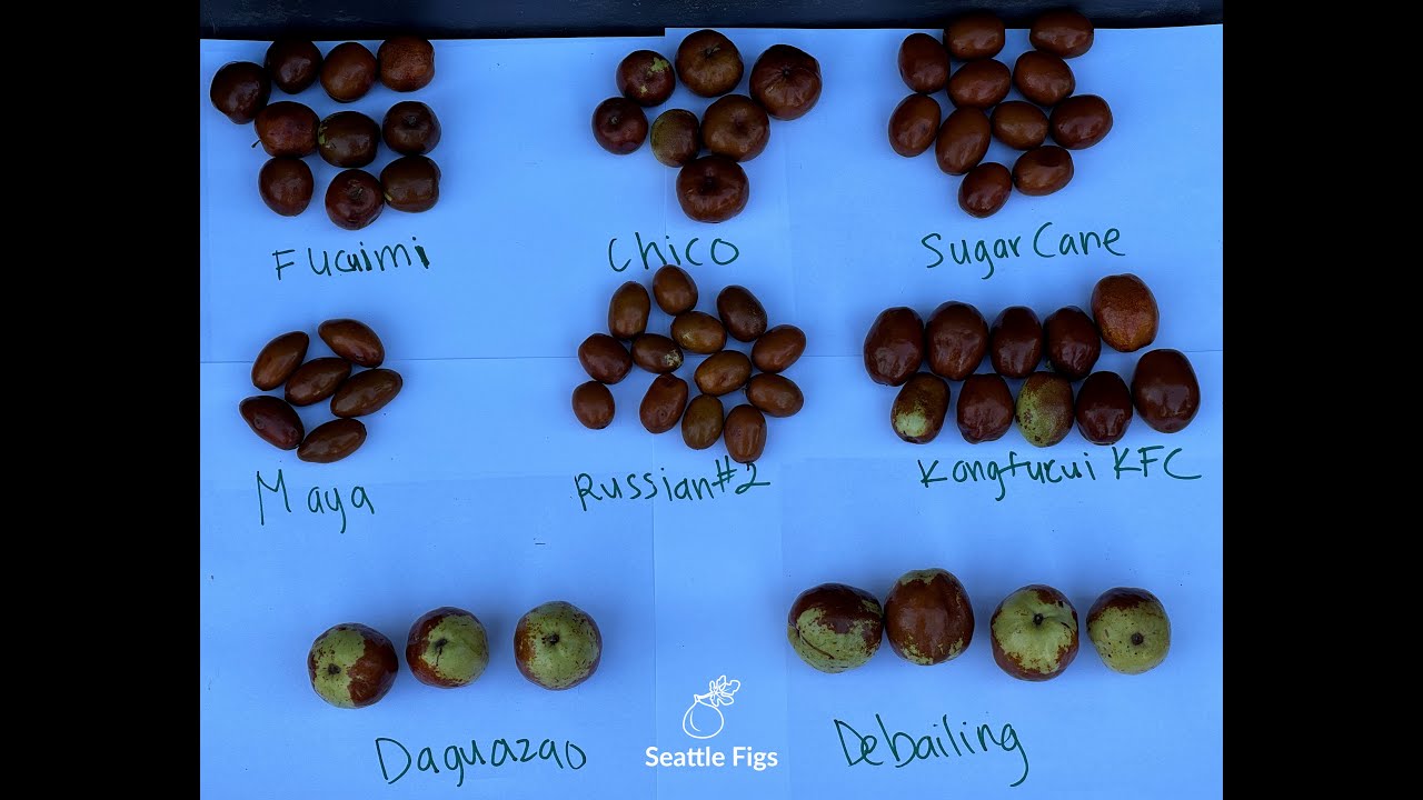 Fucuimi, Chico, Sugarcane, Maya, Russian #2, KFC, Daguazao, Debailing Jujubes Comparison