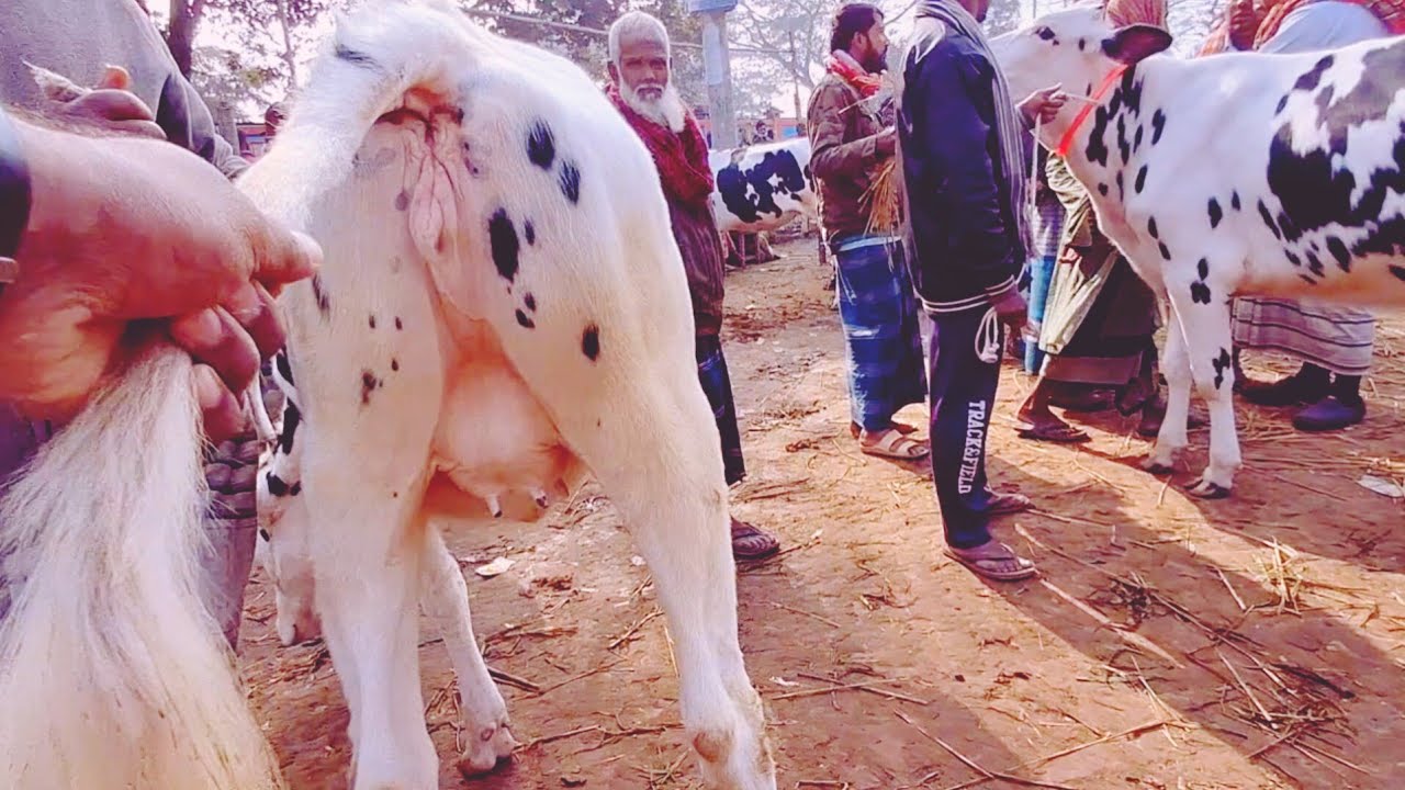 চান্দাইকোনা গরুর হাট থেকে ফ্রিজিয়ান বকনা গরুর বাজার দেখুন || ১৭/২/২০২৬ || gorur hat cow milk 