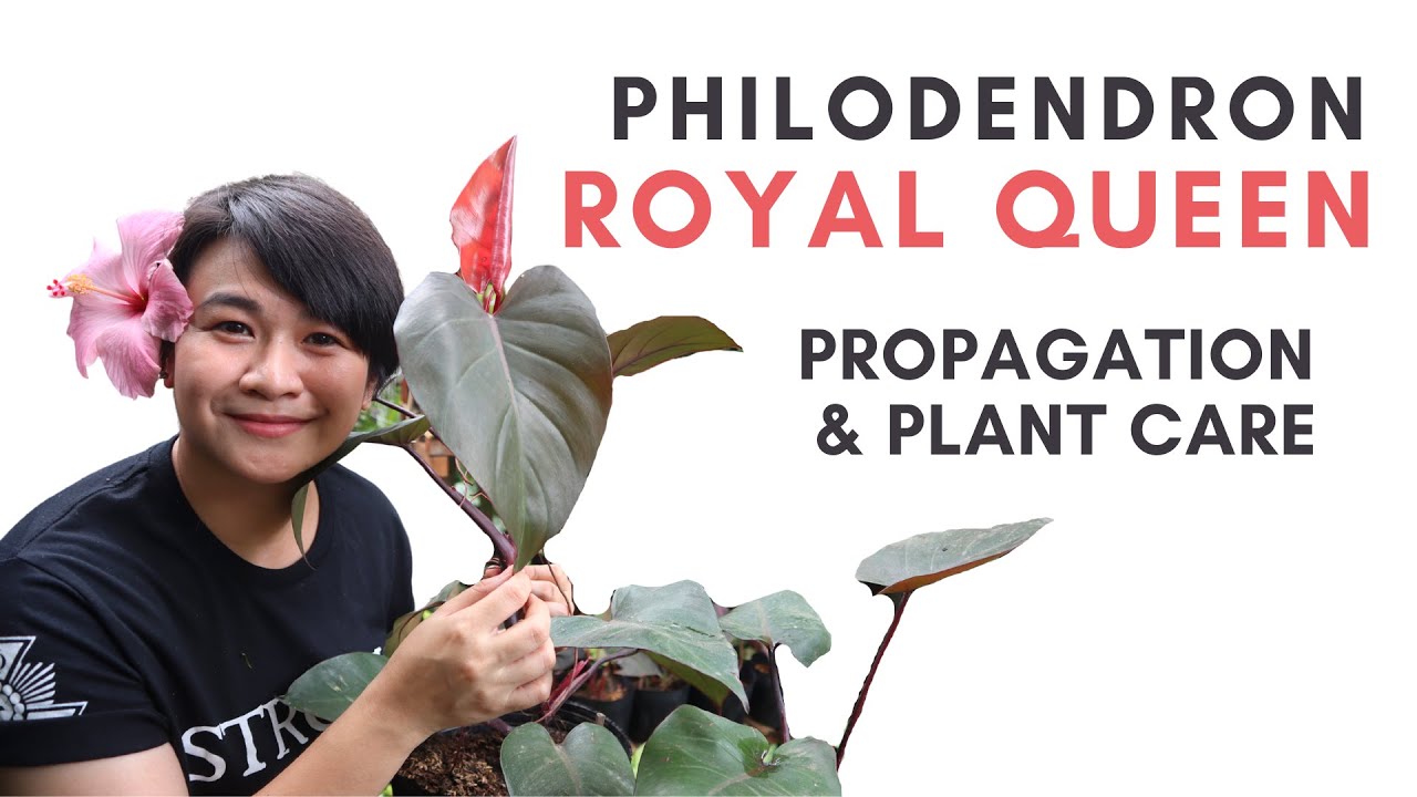 How to Propagate Philodendron Royal Queen | With Arid and Aroids Soilless Mix