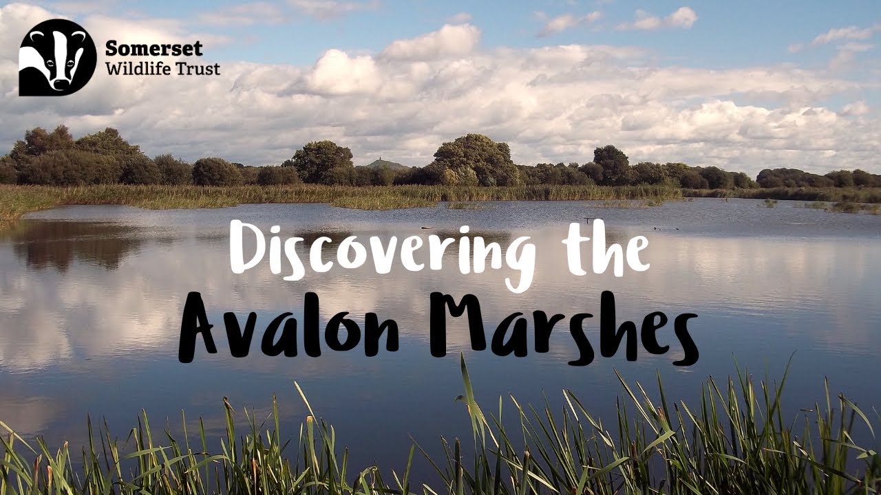 Discovering the Avalon Marshes