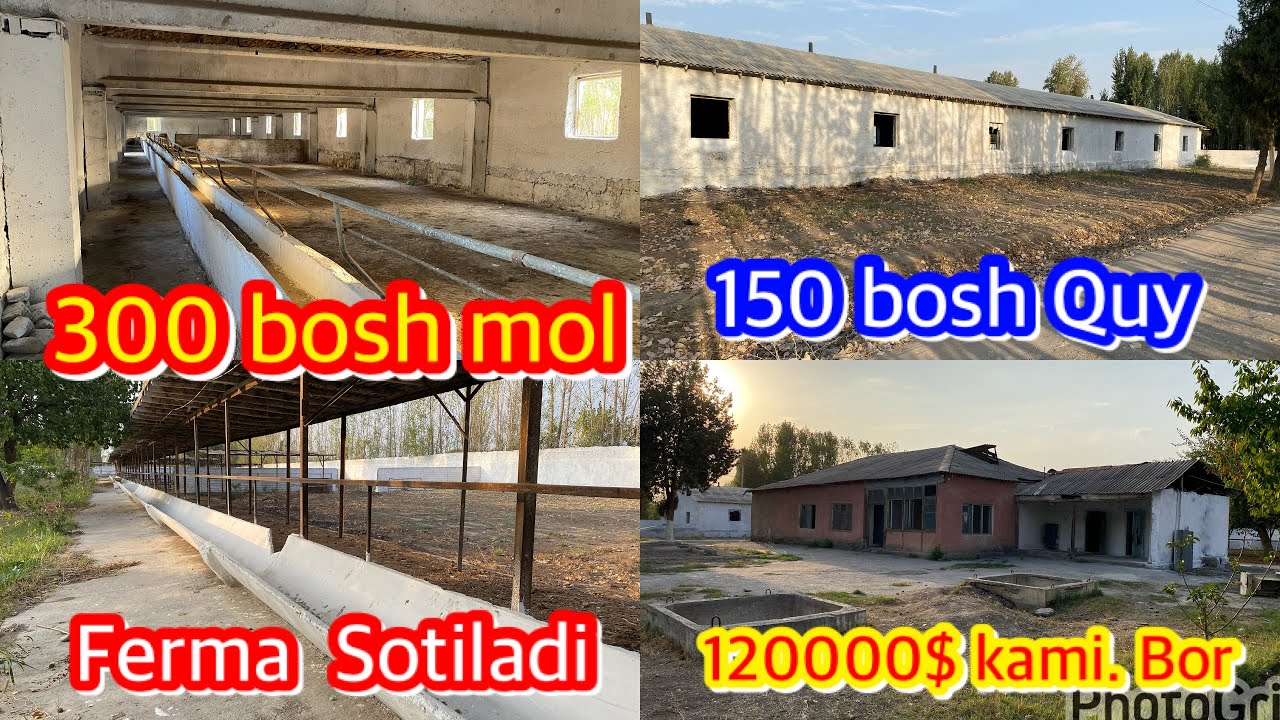 KATTA KO'P QULAYLIKGA EGA BULGAN MOL FERMA SOTILADI ☎️91-671-50-08 Hujjati  bor .