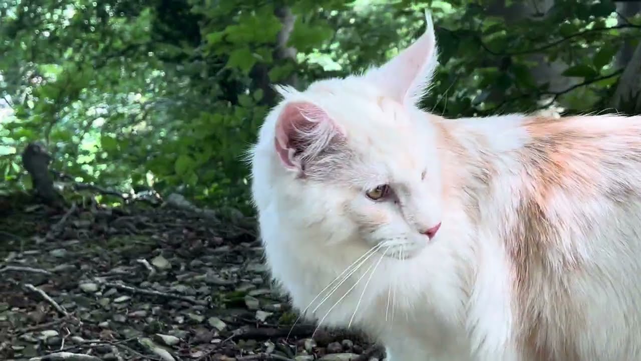 Maine Coon meows and footsteps in the forest ♥
