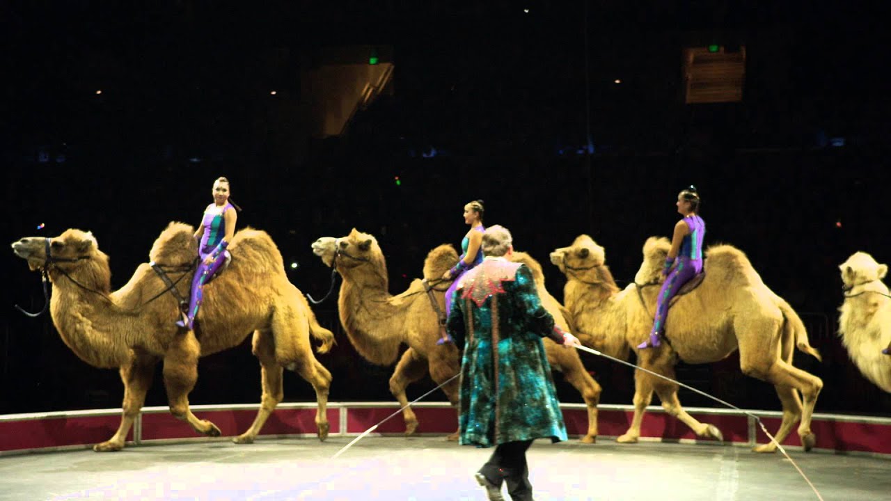 Ringling Bros. Presents Circus XTREME - Desert Goddesses & Camels!