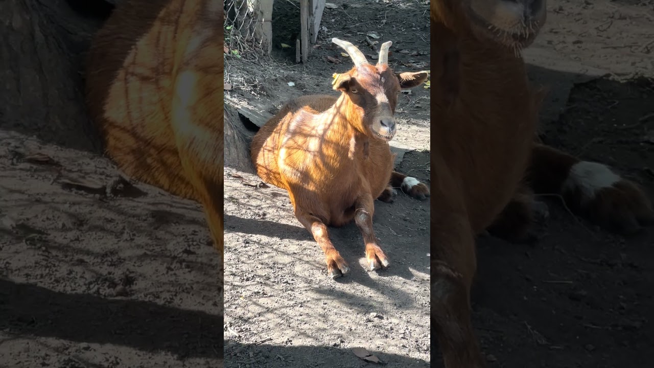 Ich glaube, heute kriegt man Ziege ihre Baby ￼