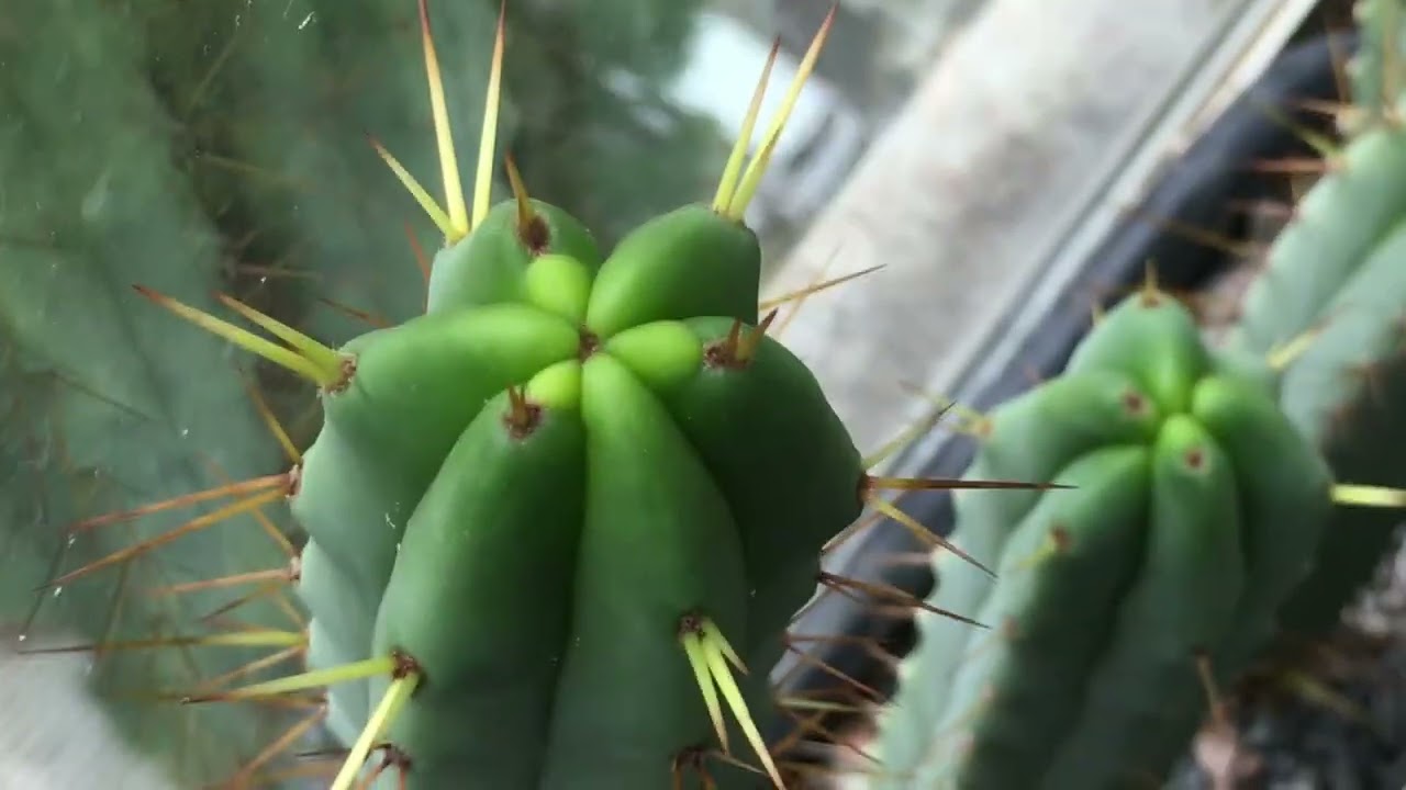 1 Year and 9 Month Old Trichocereus Bridgesii and Pachanoi Seedlings from seed.