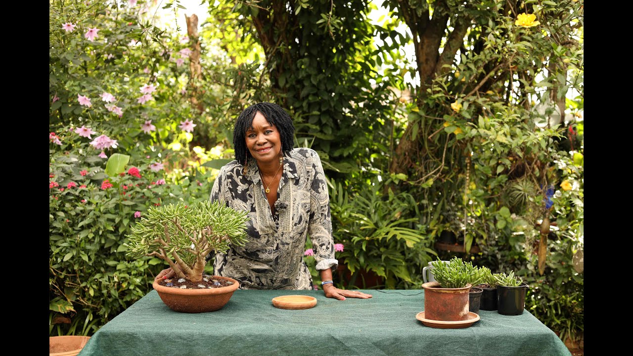 Gollum Jade  - "Crassula Ovata Gollum : Beginner's Guide to Gollum Jade Propagation and plant Care."