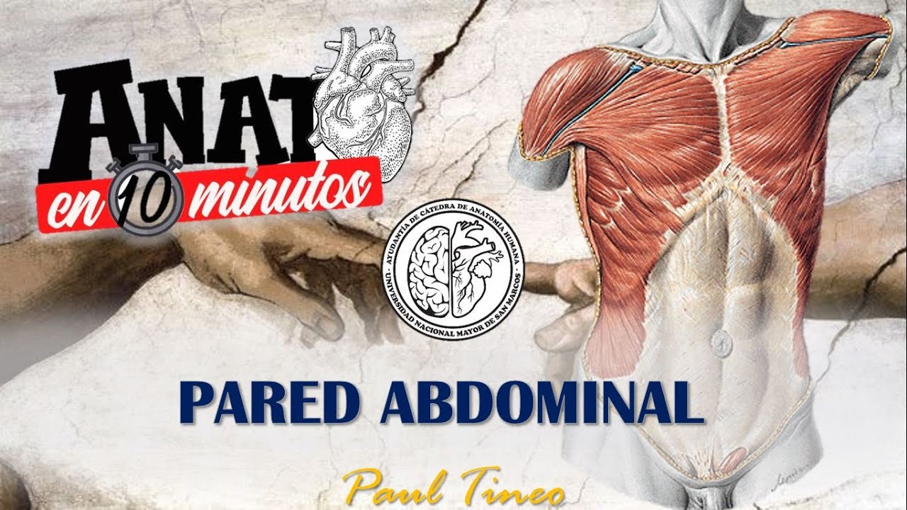 Pared Abdominal: Anterolateral, Vaina de los rectos y Conducto inguinal - ANATO EN 10 MINUTOS