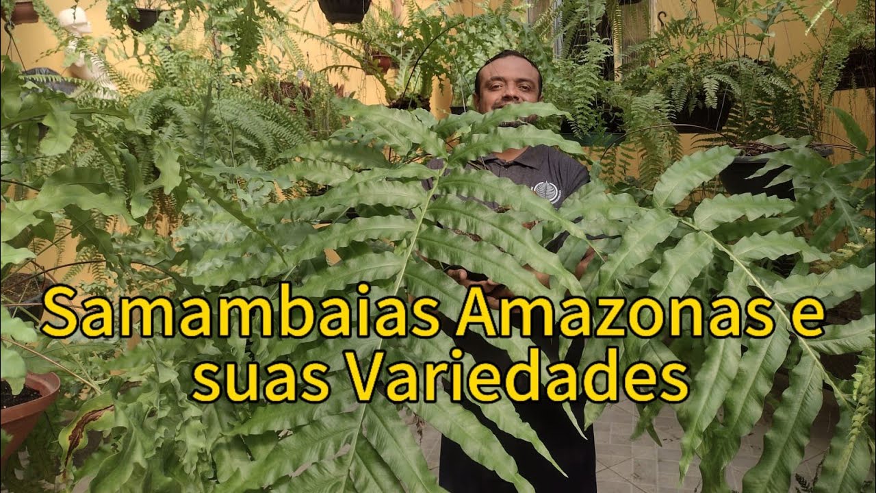 Samambaia Amazonas e suas variedades.