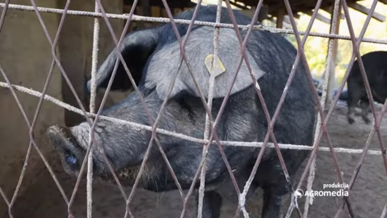 Moravka - svinja pitome naravi, laka za uzgoj i ZDRAVA!