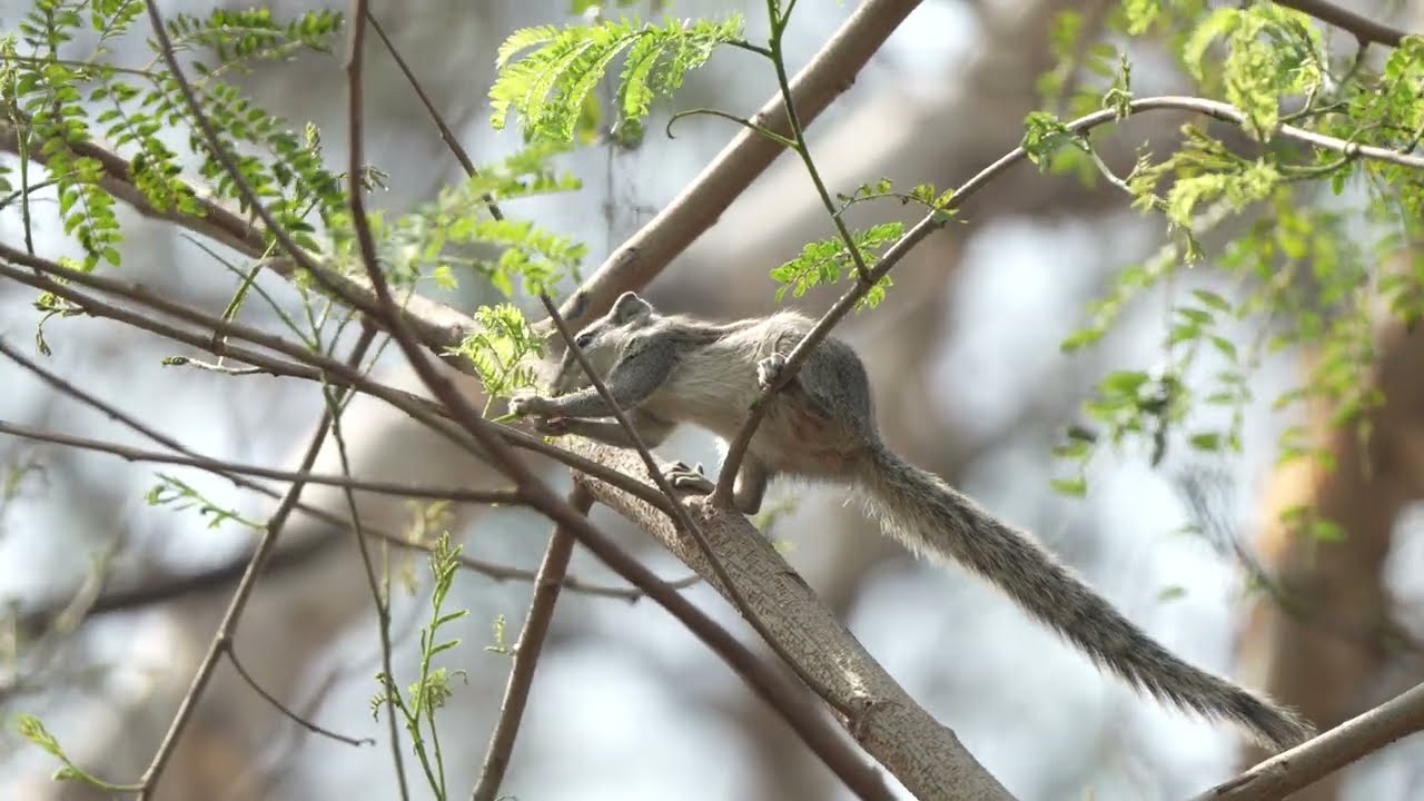 The Indian palm squirrel or three-striped palm squirrel (Funambulus palmarum)