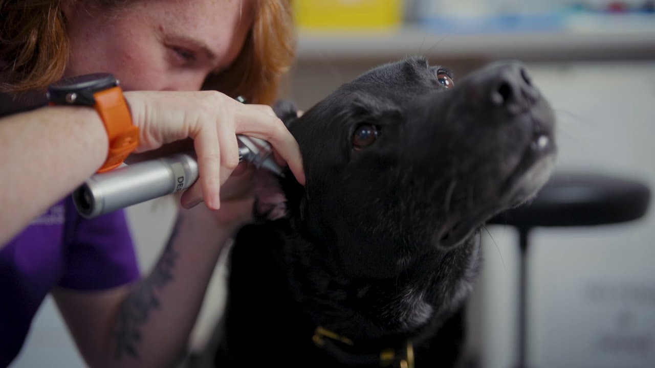 Welcome to the Dermatology Service at Langford Vets