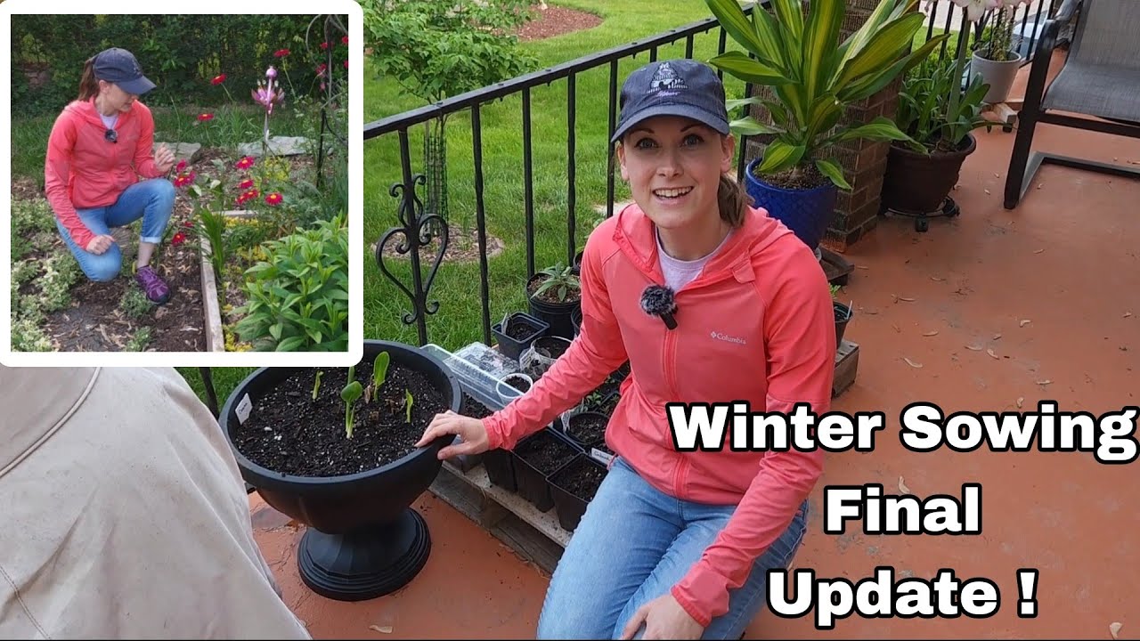 Winter Sowing :Final Update! Planting Dahlias & Seedlings