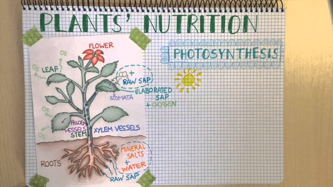 Plant Nutrition. Natural Science for Primary Education
