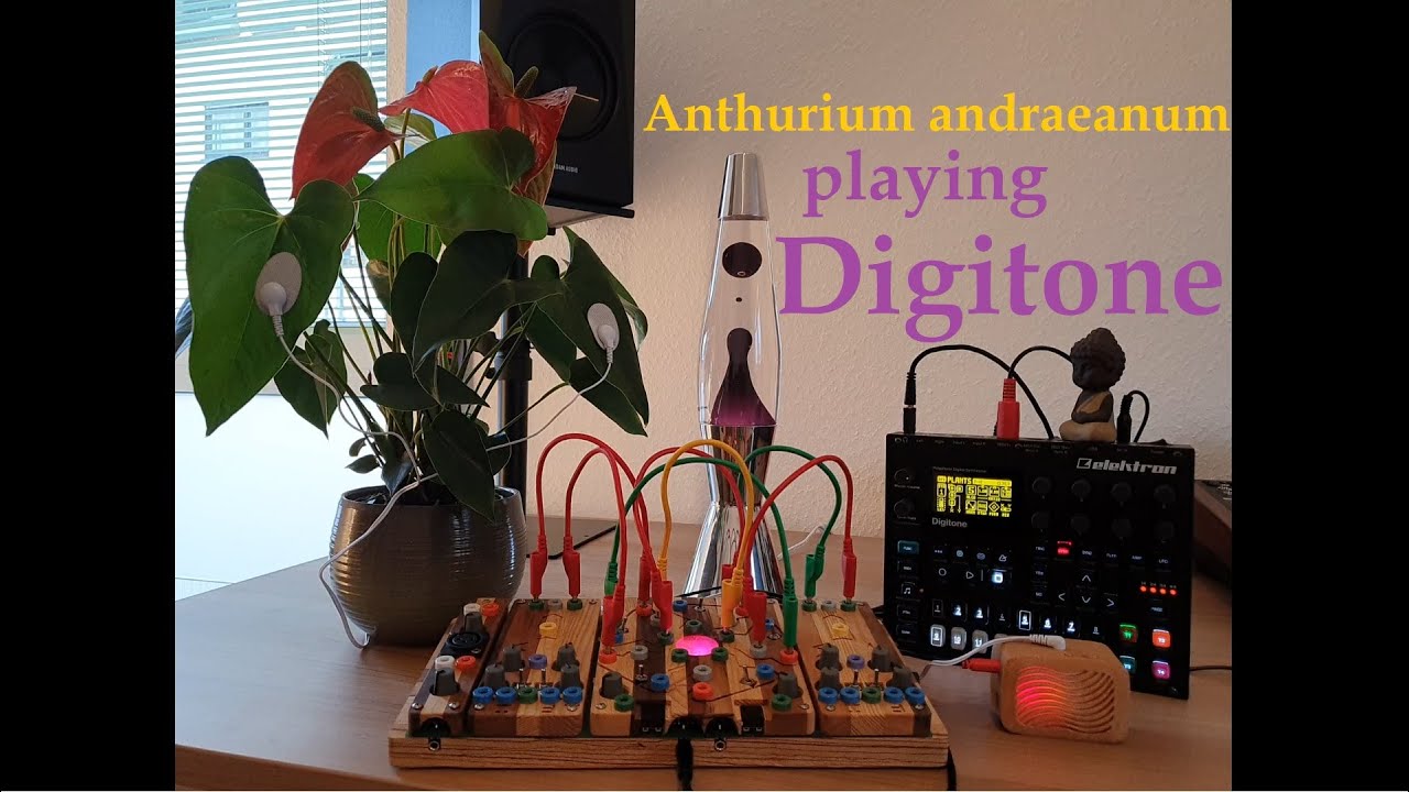 Anthurium andraeanum playing Digitone {PlantWave - Music for relaxation}