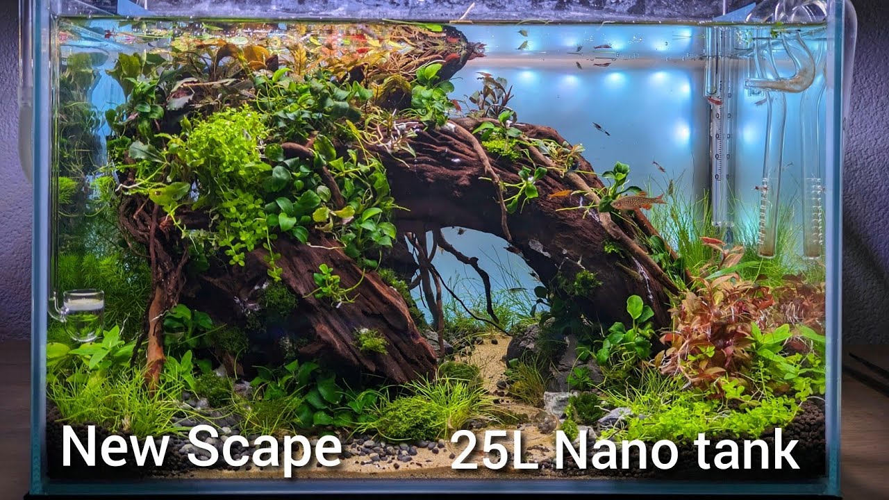 New Nano tank / Nano aquarium build, Nature style layout 25L tank, cinematic video.
