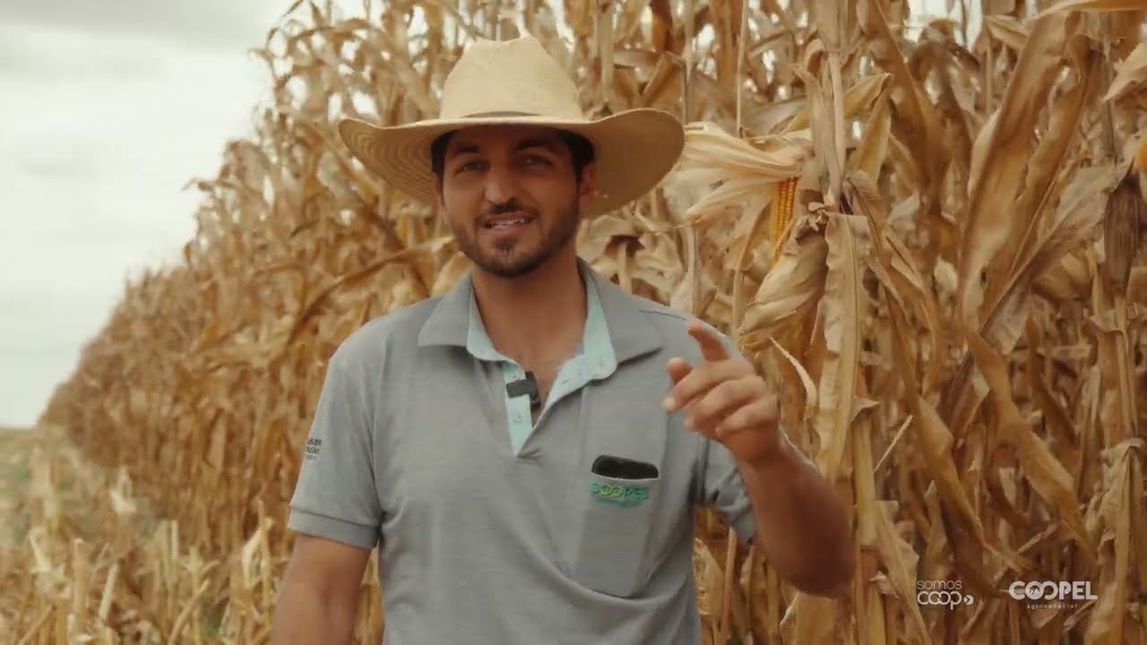 Brachiaria ruziziensis com milho: Inovação e lucratividade