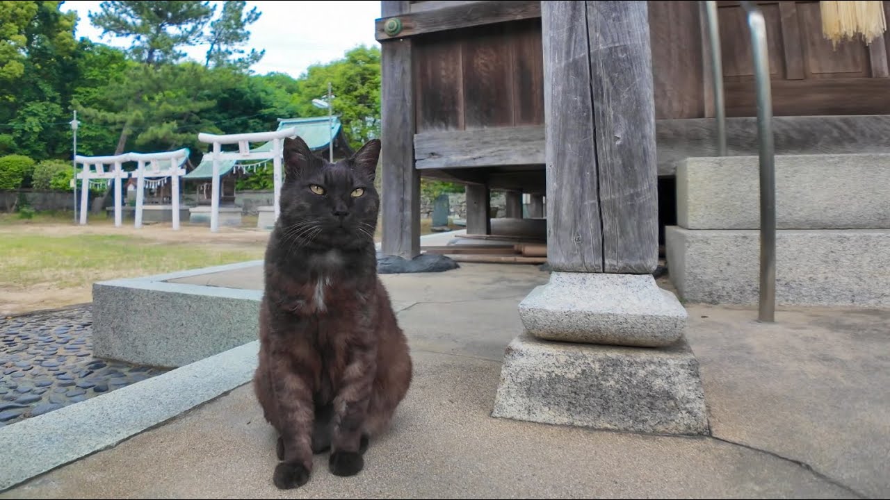 この黒猫、ただの猫じゃない気がする…神社で参拝者を静かに見守る姿に癒される🐈‍⬛✨