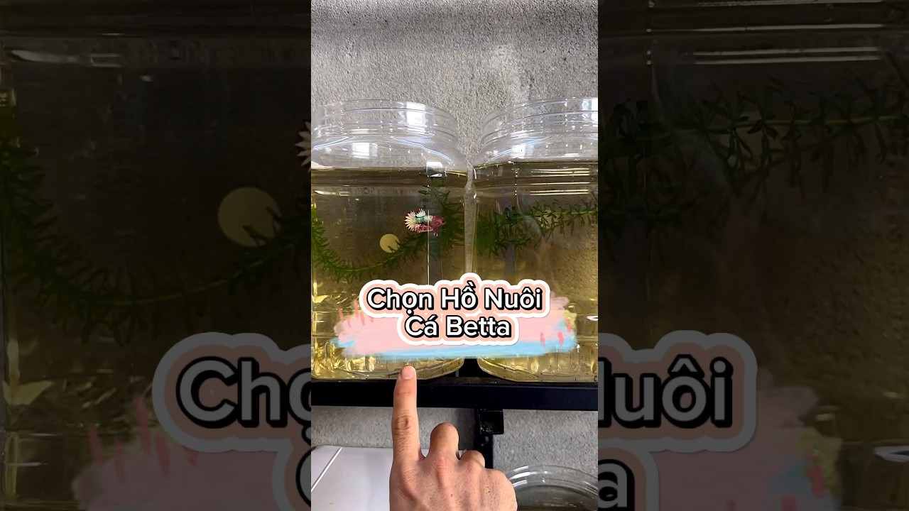 Chọn Hồ Nu&ocirc;i C&aacute; Betta Theo Từng Giai Đoạn | #datbetta #bettafish #cabetta #cabettadep #betta