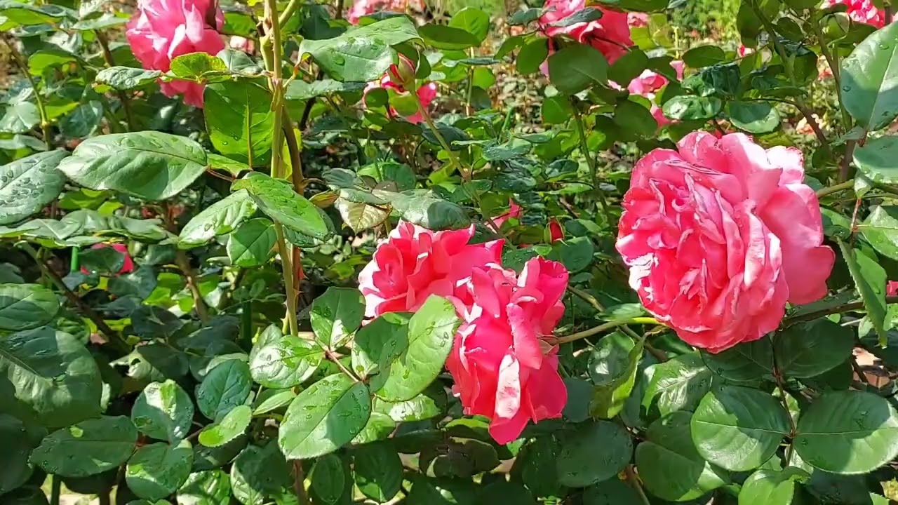 SHILIN RESIDENCES ROSE GARDEN TAIWAN