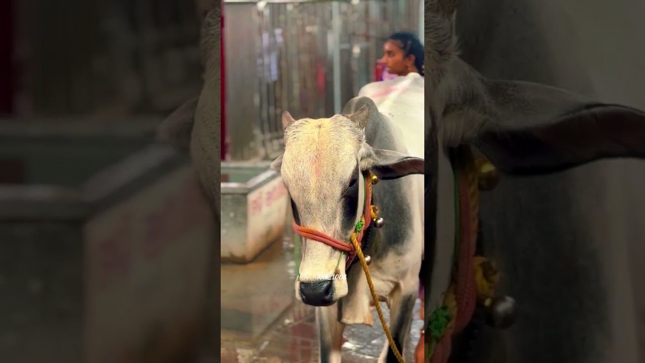 #vemulavada