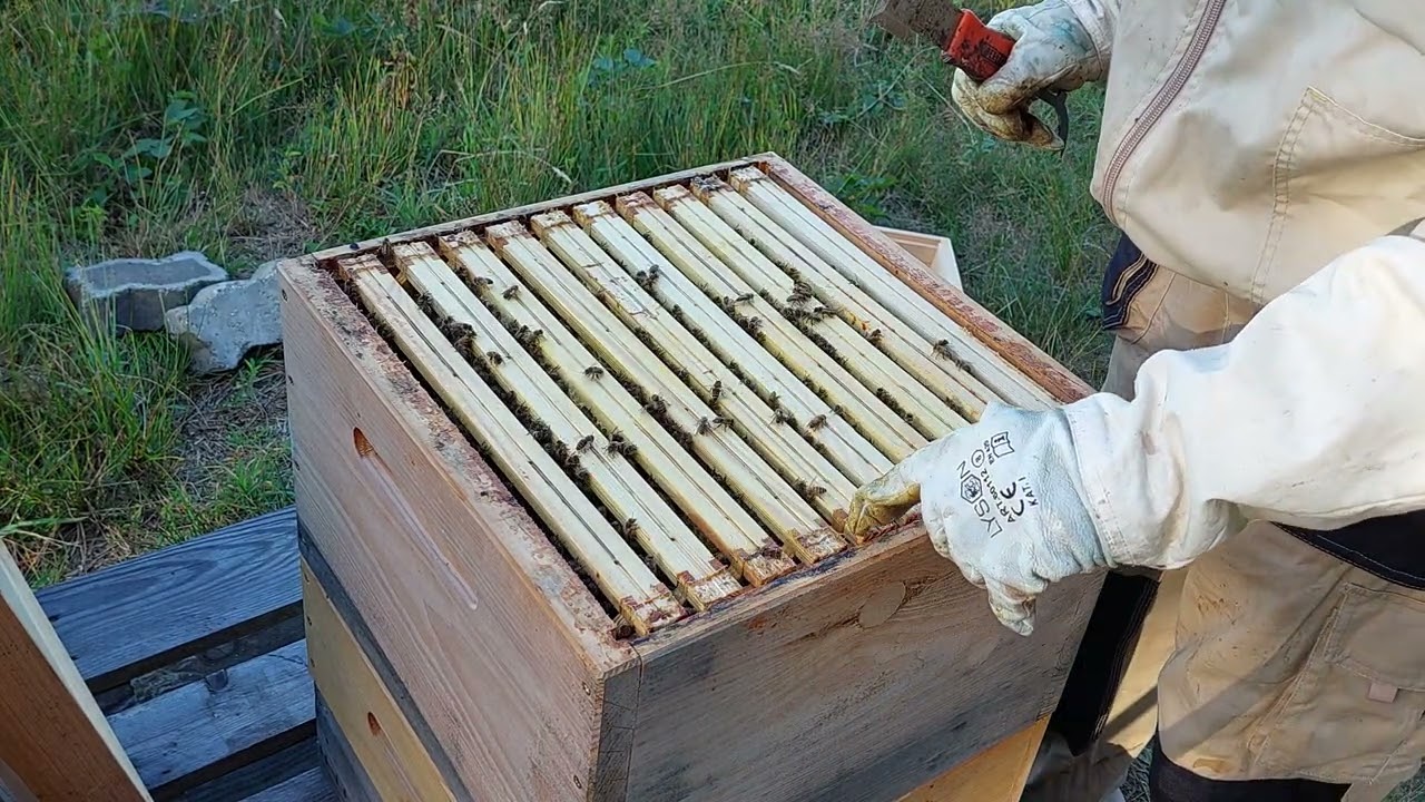 (cz. 1) Dobrać się do nawłoci... 🤔