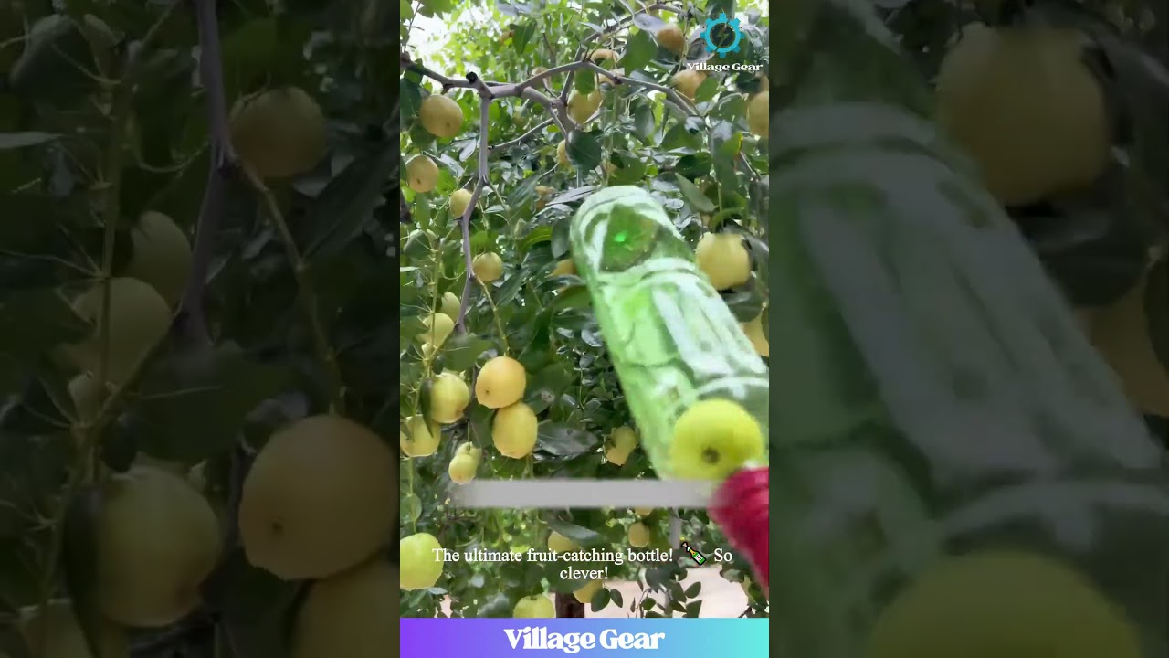 GENIUS Fruit Picking HACK! 🤯 Watch This DIY Bottle Catcher Make Harvesting Look So EASY! #diy #hack