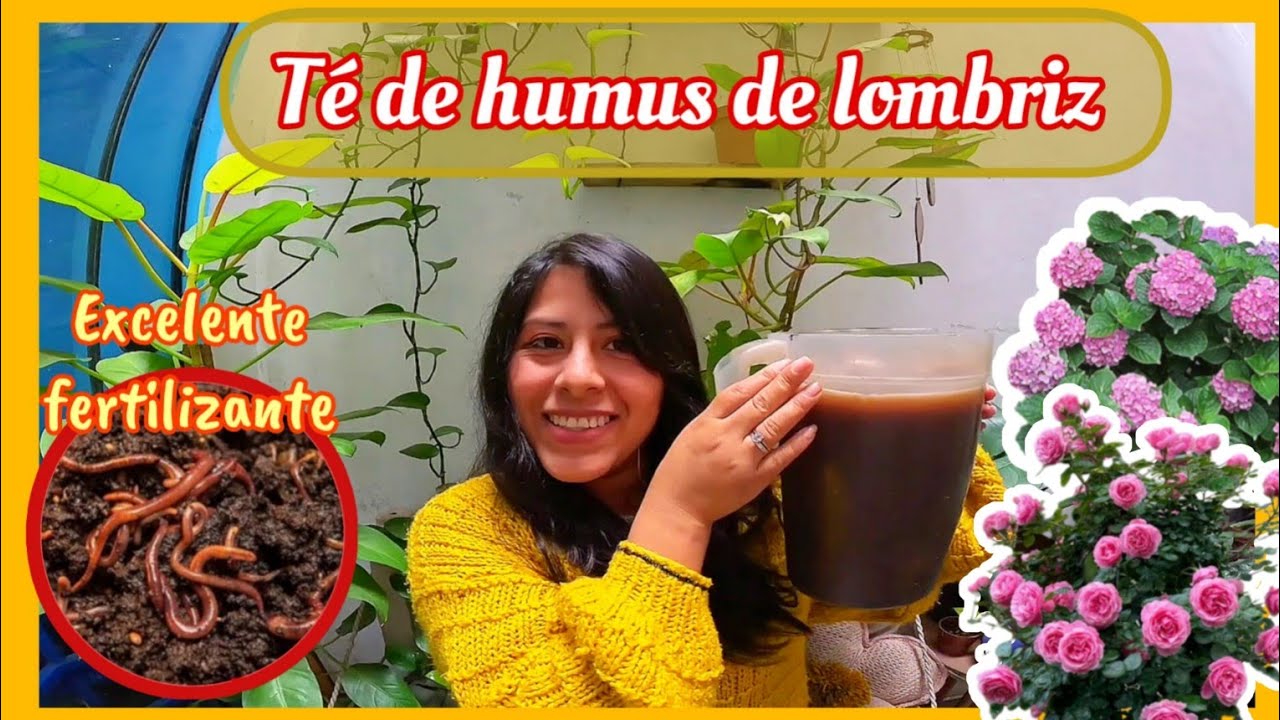 TÉ DE HUMUS, EXELENTE FERTILIZANTE CACERO| te enseño a prepararlo!!🤗.
