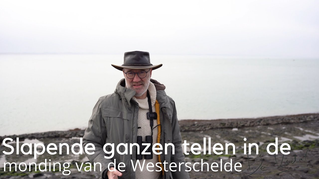 Slapende ganzen tellen in de monding van de Westerschelde #1709