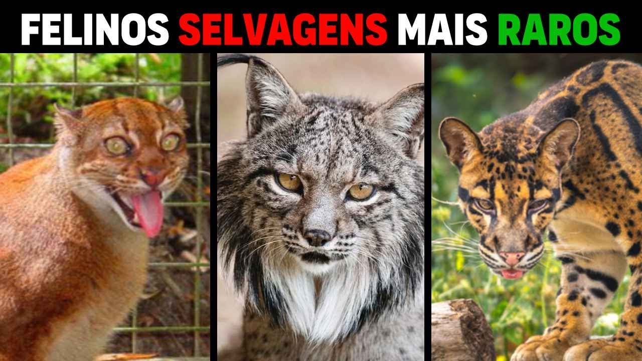 10 Felinos Selvagens MAIS RAROS DO MUNDO