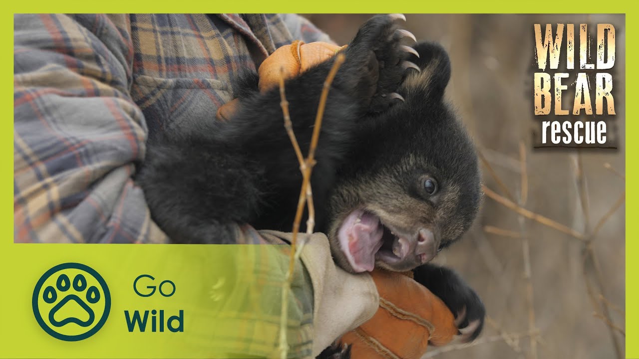 Collateral Cubs | Wild Bear Rescue S3E02 | Go Wild
