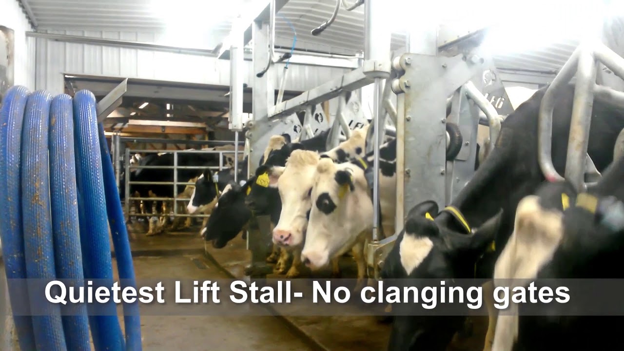LEO Dairy Systems 2 x8 Parallel Lift Rapid Exit Milking Parlor Stall 90 Degree